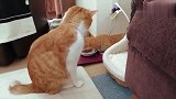 带回家一只小猫，大橘不淡定了，竟想对小猫下“毒手”