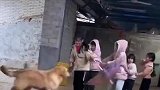 金毛陪小朋友玩老鹰捉小鸡