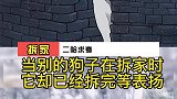 狗-你见过狗急扶墙吗
