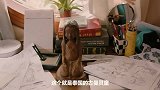 古曼童来中国撒野，本土灵鬼笔仙出手收服！