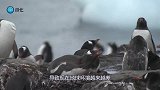 “不该出现”在地球的东西，如今现身南极，专家：灾难或将来临