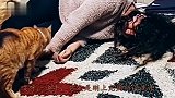 不要轻易试探你家猫，结局爆笑