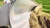 原来在国外，他们都是这样清理稻草的，长见识了