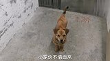 流浪狗不请自来，为了能填饱肚子撒娇卖萌，每天蹲守在小伙家门口