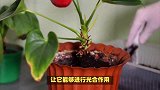 报岁兰的养殖方法和注意事项