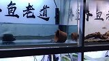 深更半夜鱼缸爆裂，水流了一地，还把其他鱼缸给加满水了