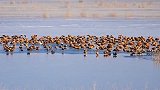 人间仙境！亚洲最大沙漠水库变身天鹅湖 6千只候鸟在此越冬