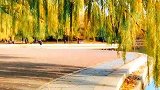 埀柳掩映下的二一九公园