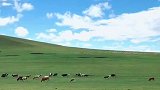 无任何滤镜，呼伦贝尔草原6月份景色，向往蓝天。