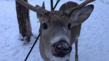 心疼！一头可爱小鹿出现在院子雪地里 女子走近一看被吓一跳