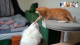 顽皮的小猫咪，面对家里的大猫和狗子，打架一点也不怂