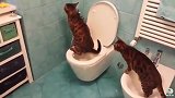 两只猫咪用马桶上厕所，还自觉排队，成精了