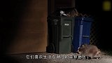 浣熊闯进家里，还调皮地躲进洗衣机，真是太可爱了