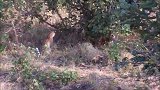 猎豹妈妈为护崽与非洲蟒蛇展开史诗级的对决