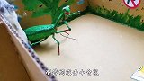 小仓鼠PK功夫螳螂，双方大战几十回合，场面太激烈！