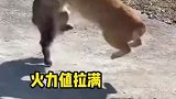 猫咪打架上一秒有多激烈，下一秒熄灭怒火后就有多尴尬！