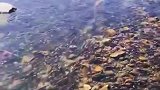青海湖湟鱼洄游太壮观了
