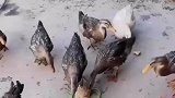 居然有鸭子长鸡脚