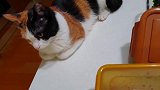 铲屎官突然唐僧上身，猫老大悲惨的趴在桌子上听念经