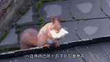 游客拿香蕉引诱松鼠，接下来发生搞笑一幕，真是太可爱了！