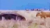 狮子挑衅河马，河马反手一口吞下狮子头