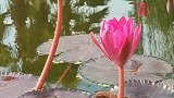 静静的听一曲，步步生莲