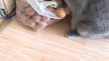猫:要开学了,我要多吃核桃补补脑子!