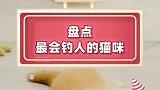 小猫咪它真的好会啊