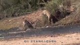 狮群正在享用猎物，鳄鱼闻味而来，雄狮一个表情鳄鱼秒怂