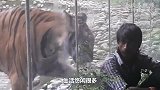 这猩猩“要成精”，正在教你如何安全穿过电网，猩猩：学废了吗？