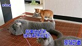 小橘猫抢风头被胖公猫揍了，看到下一秒橘猫的反应，大家忍住别笑