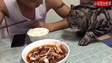 主人夹了块肉吃，没想到直接被猫咪抢走了，猫：这块肉是我的！