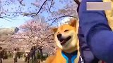 柴犬和主人一起去赏樱花，全程微笑，开心得像一只狗！