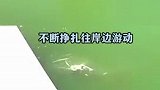 不幸中的万幸！2岁男童意外落水失去呼吸，恰巧一位夜跑的医生路过，仅用一分钟心肺复苏，成功抢回一条生命