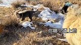年轻牧羊犬初次接触羊群，被老羊拿捏住了