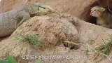 人被科莫多巨蜥咬一口，后果会有多严重看看这块生肉的下场