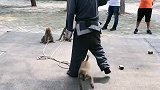 猴子钻裤裆了。