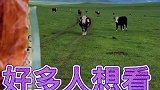内蒙仲夏好生活辣条安排上了、老板很满意