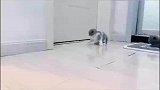 小奶猫啪的一声撞墙后懵了，见到猫妈妈后就趴地哭了