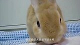 软萌小兔子洗脸，当它抬头的那一刻，网友：糟糕，是心动的感觉！