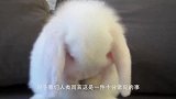 软萌小兔子洗脸，当它抬头的那一刻，网友：糟糕，是心动的感觉！