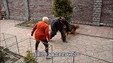美国恶霸犬对战中国藏獒，大战好几回合，这一幕真不敢相信