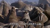 北极熊单挑一群海象，意想不到的事情发生，镜头记录全过程