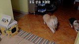 兔兔那么可爱，怎么可以吃兔兔