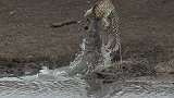 南非：一猎豹在河边喝水，被饥饿鳄鱼一口咬住脖子