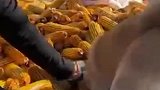 狗狗呀，第四次了，你啥时候能长点心
