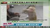 耍猴不成反被猴耍 人猴互抽大嘴巴