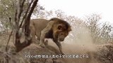 狮子从背后偷袭老虎，激烈大战一触即发，究竟谁才是真王者