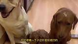 铲屎官要给狗狗打疫苗了，他问老四给谁打针，老四立马指向小迷糊
