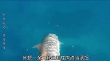 渔民用鲹鱼做诱饵，捕获到百斤巨物，赚大了